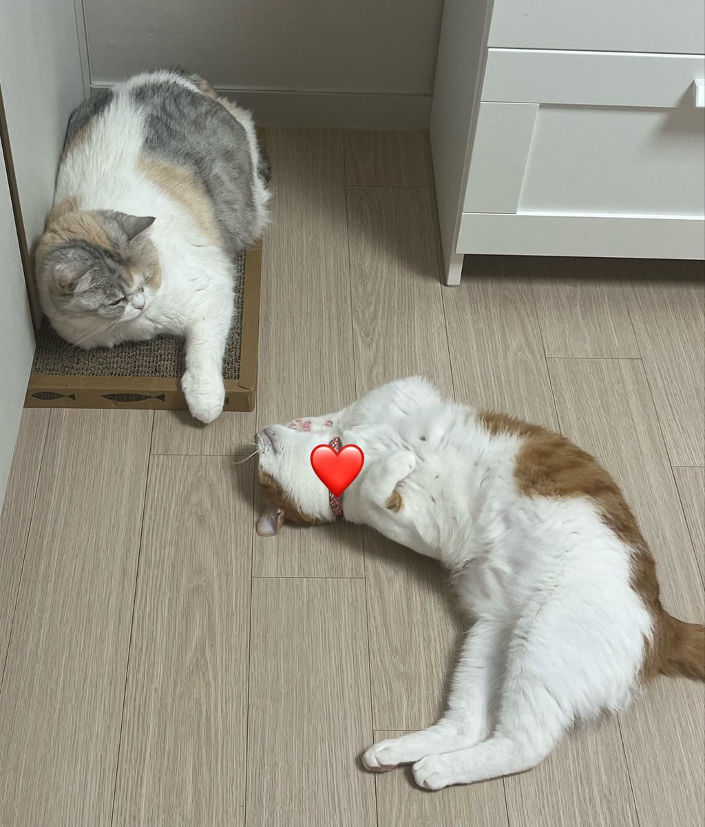 Chae Chae tweet media
