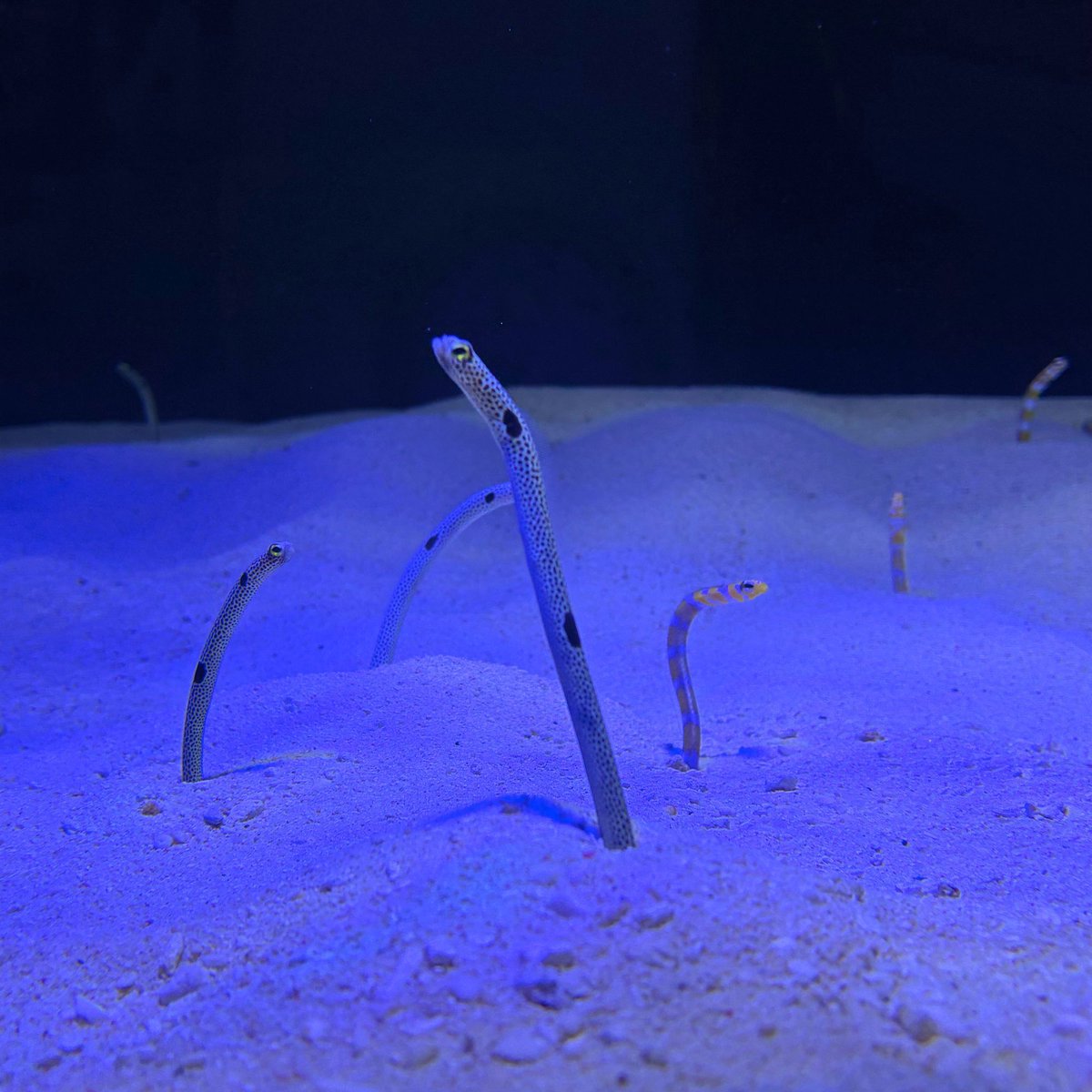 竹島水族館のちんあなご水槽がプチリニューアル✨ ゆっくり撮影でき
