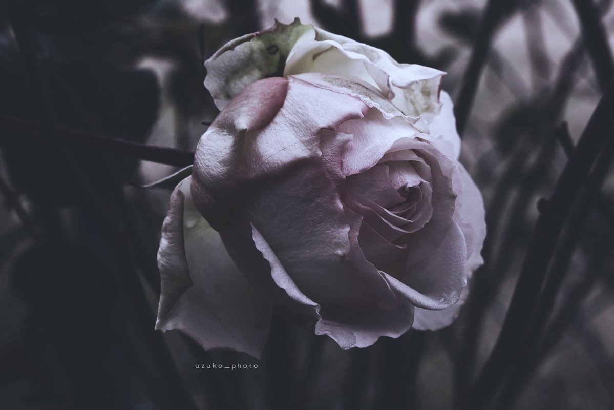 うずこ/𝚄𝚣𝚞𝚔𝚘 tweet media