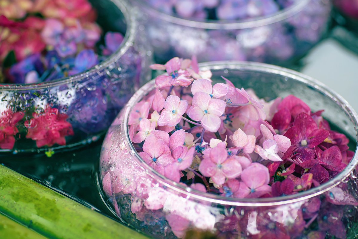 noco|花の写真家 tweet media