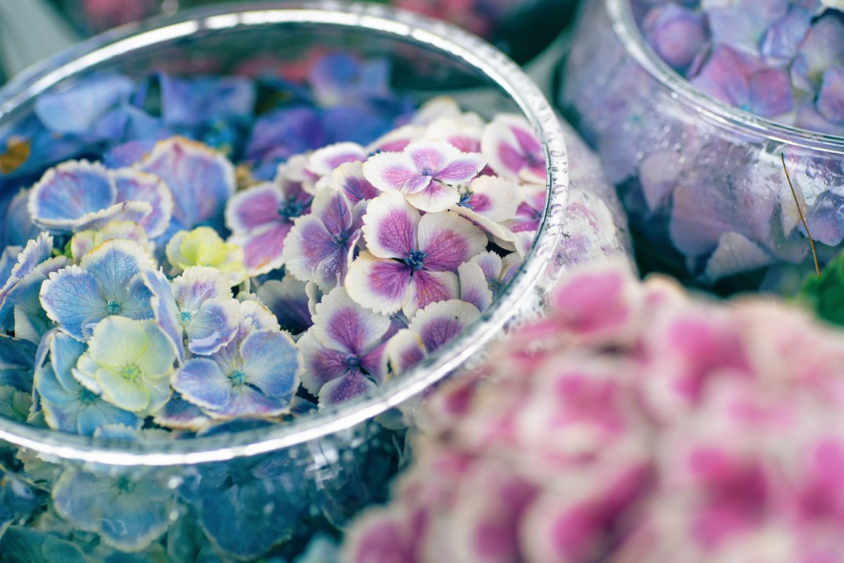 noco|花の写真家 tweet media