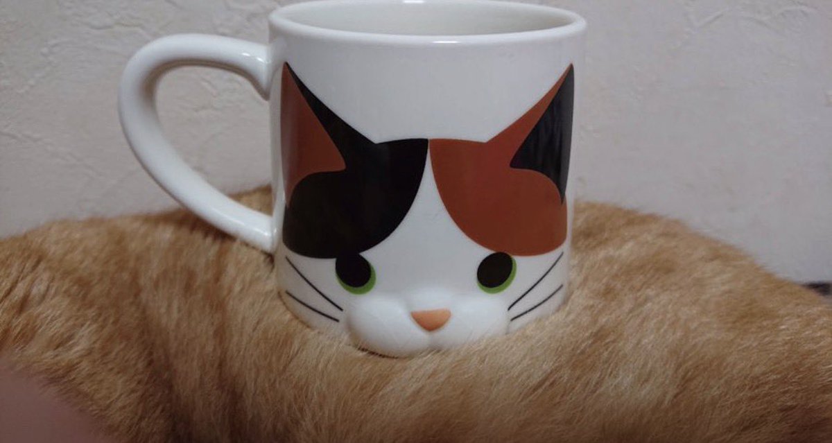 cats with powerful impression 🐾 tweet media