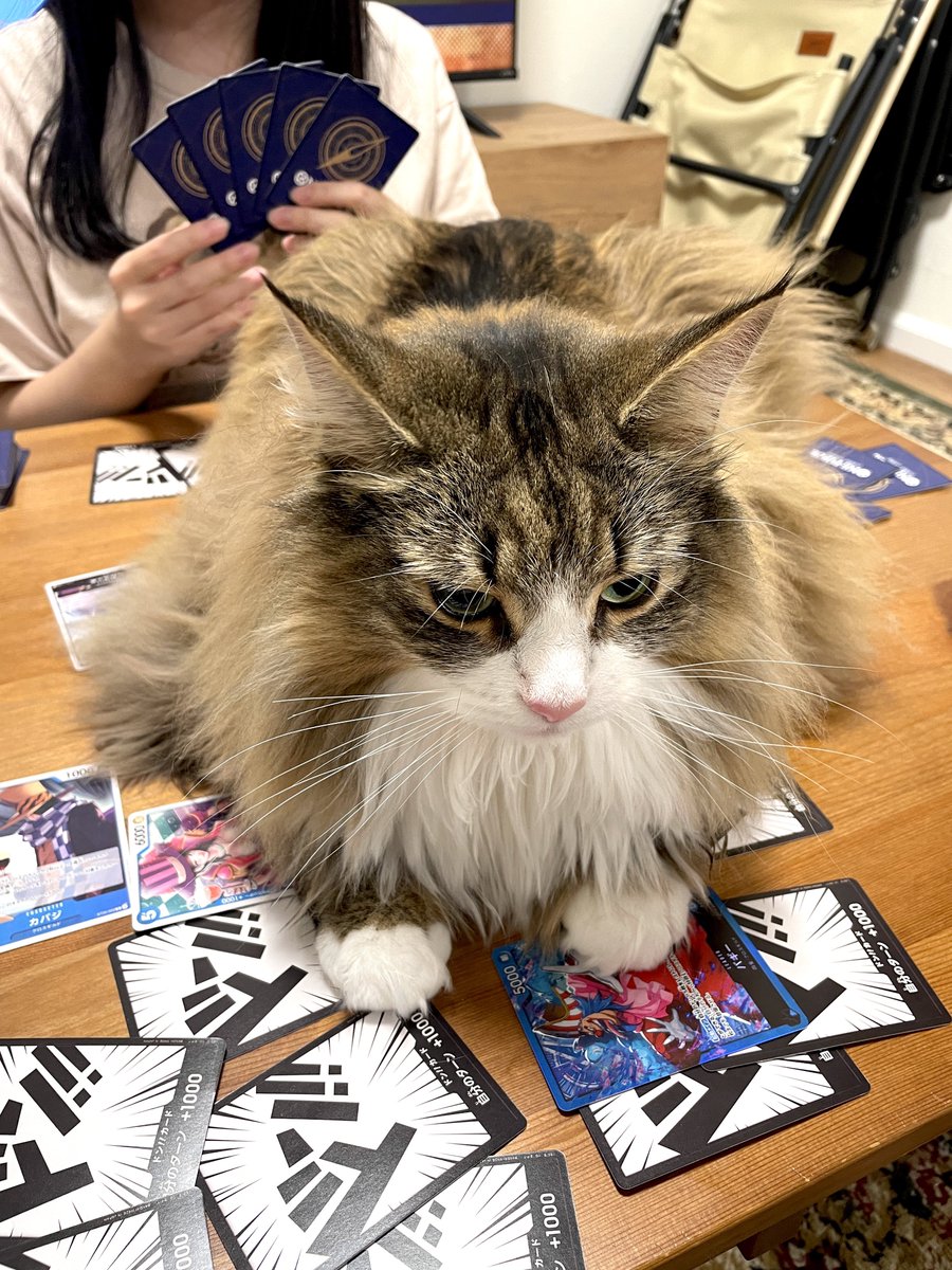 しろあん🐾でっかい北欧猫 tweet media