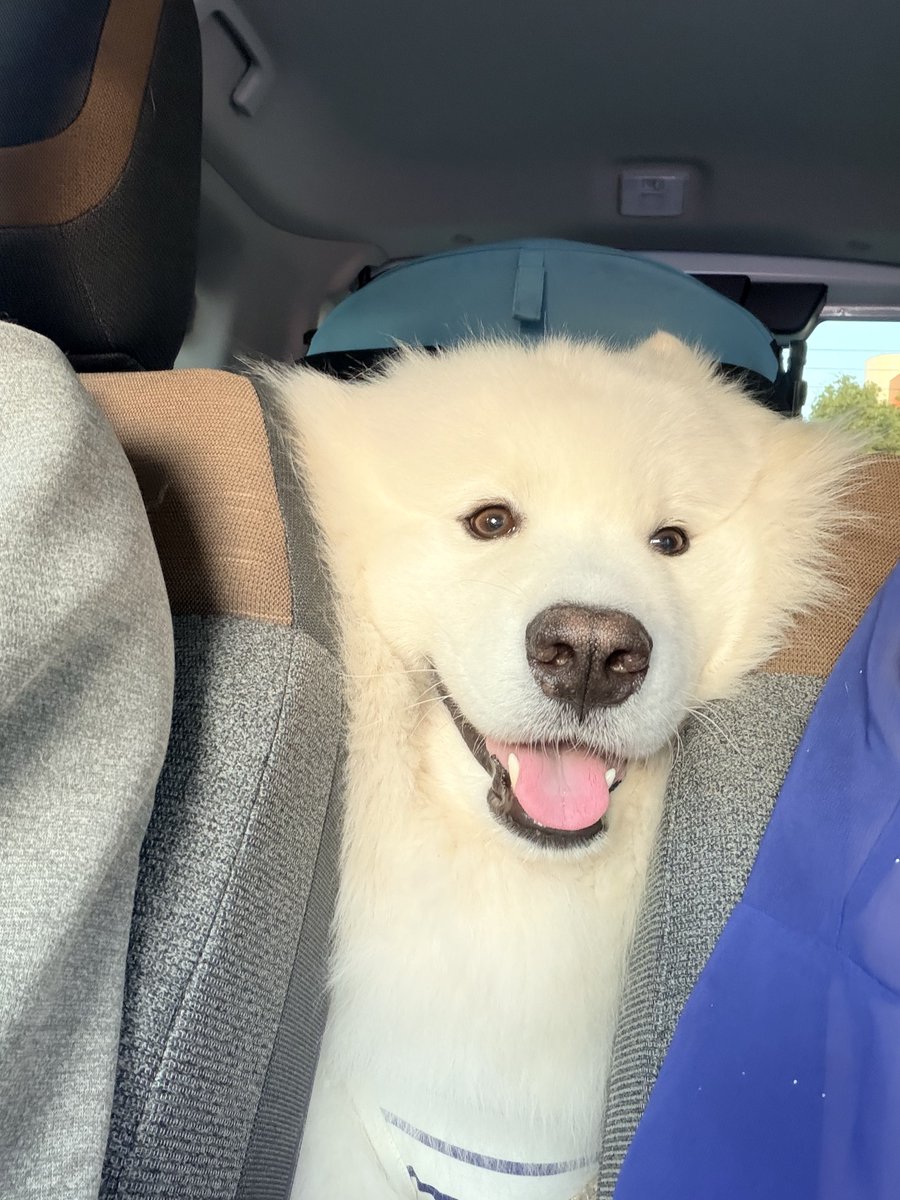 サモエドのソラン soran the samoyed tweet media
