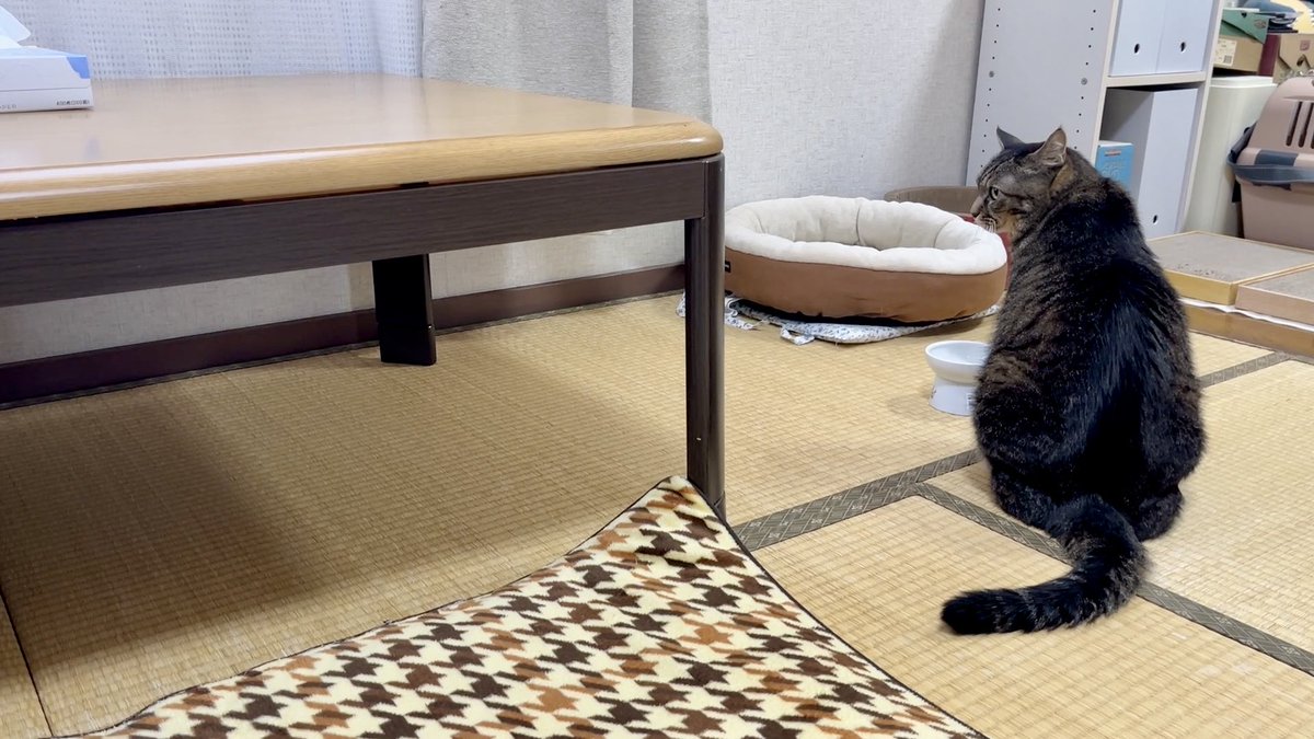 ねこじま まめたろう (@nekojima_22) / Posts / X