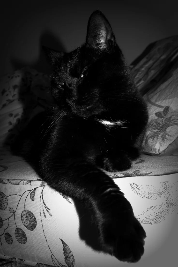 Nocturnal~Black~Cat tweet media