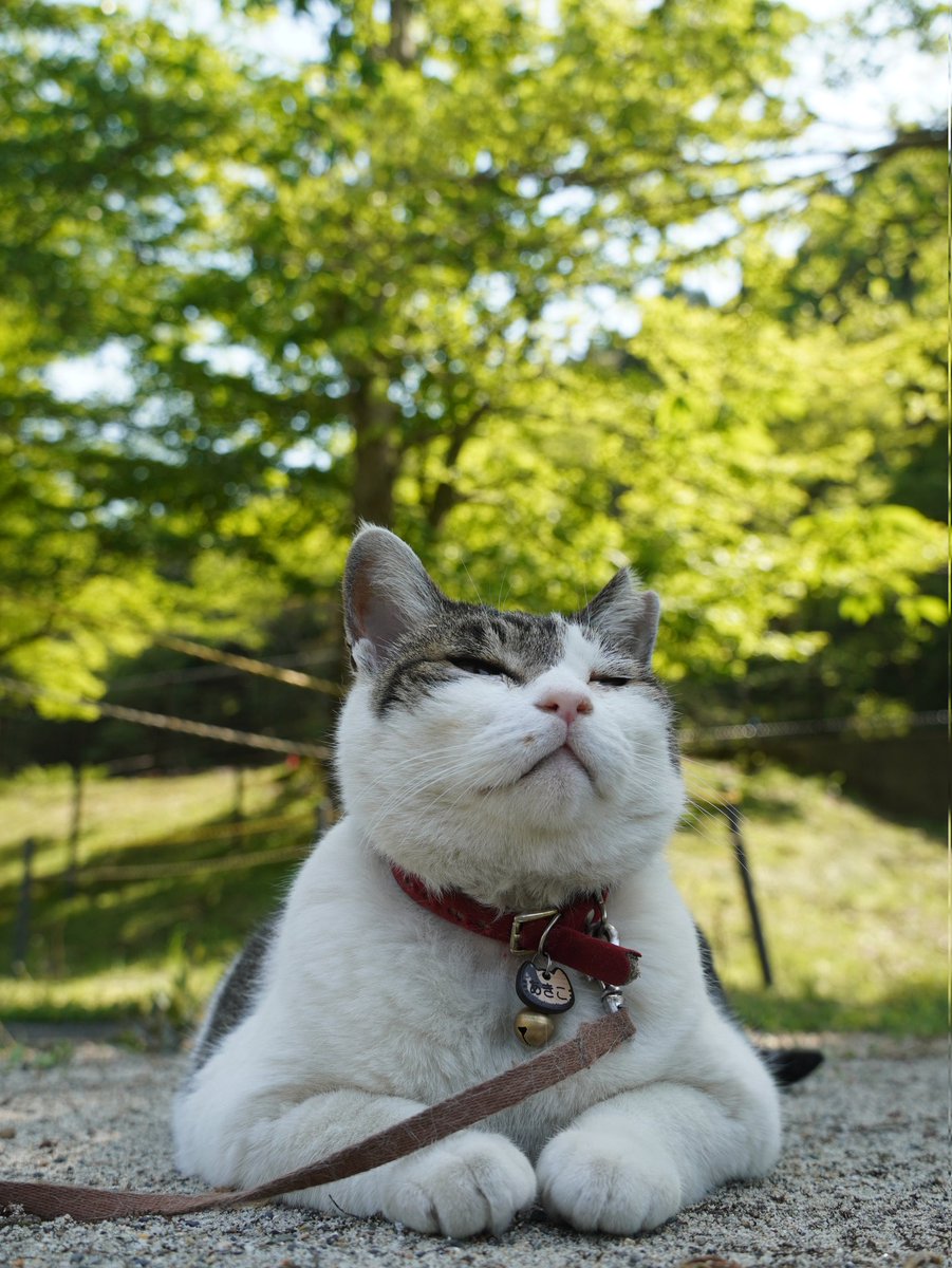 樽ケ橋遊園 tweet media