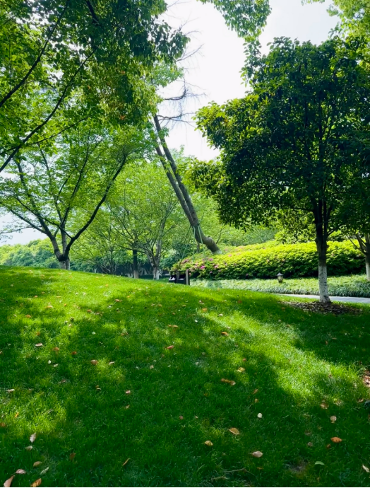 FancyNHuu's tweet photo. Rolling sunlit grassy hills stretch beneath a thick canopy of leafy trees. Dappled sunlight dancing across the lawn feels incredibly calming and restorative ☀️�� #Nanhu #Jiaxing #ParkWalks https://t.co/oETyBa4B7Y