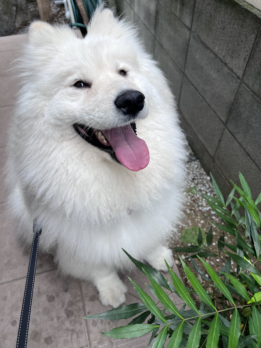 ENELE_Samoyed tweet media
