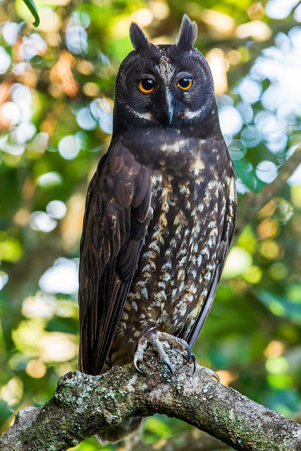 Aves do Brasil tweet media