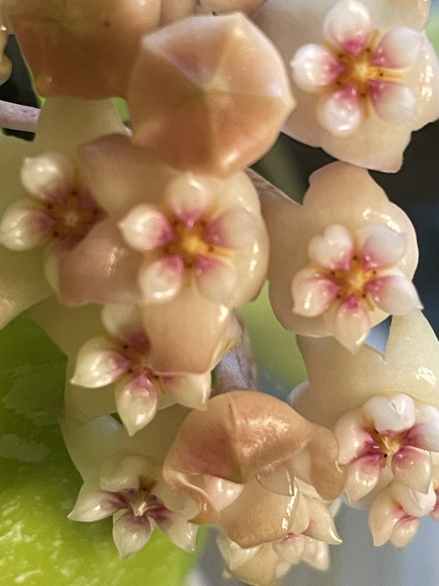 mayattr22's tweet photo. hoya.pottsii splash
なんか横切った https://t.co/FEQR4uPdrf