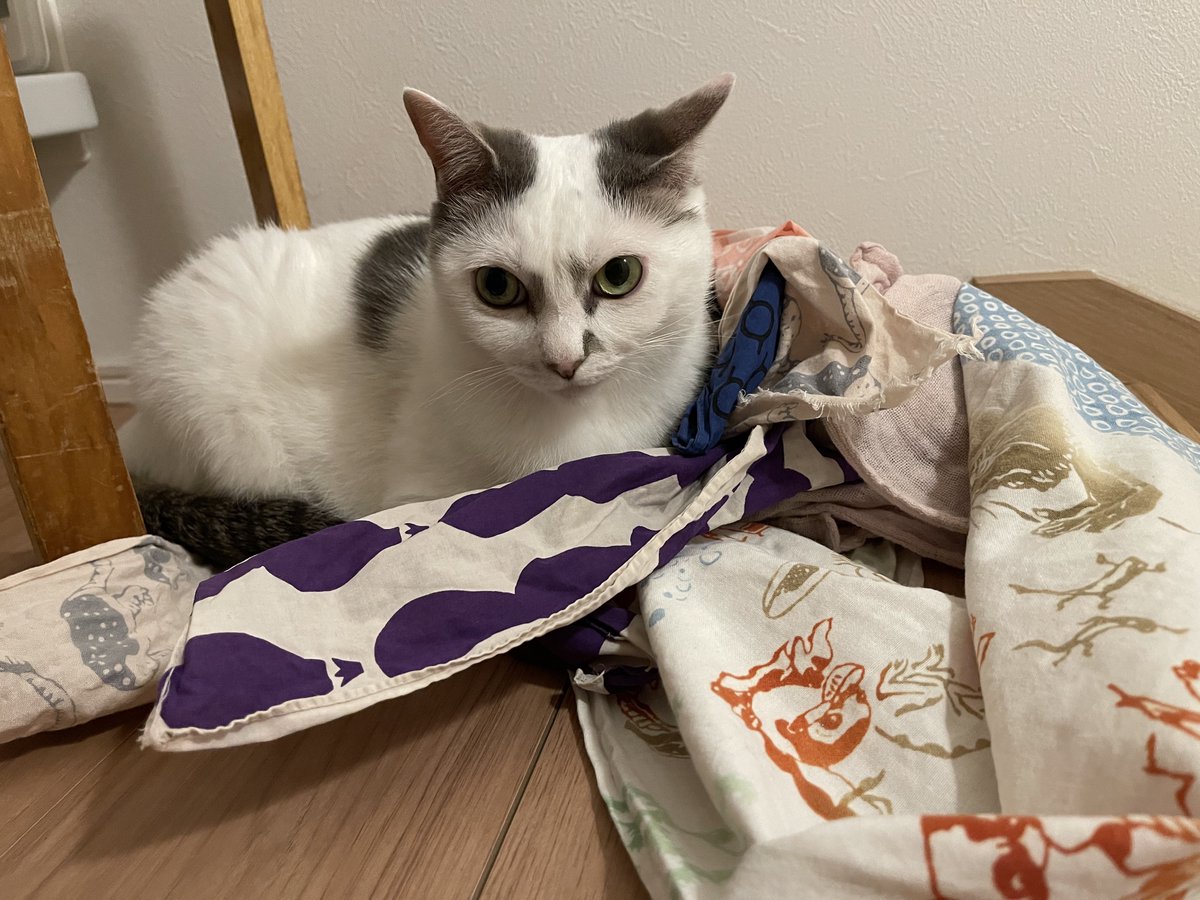 shimura_ken_'s tweet photo. お気に入りの場所
#猫 https://t.co/3CTbGULATV