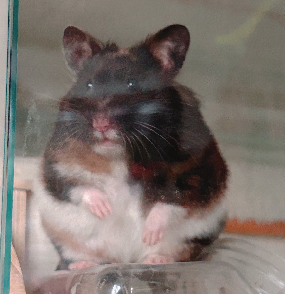 もふもふの飼い主 tweet media