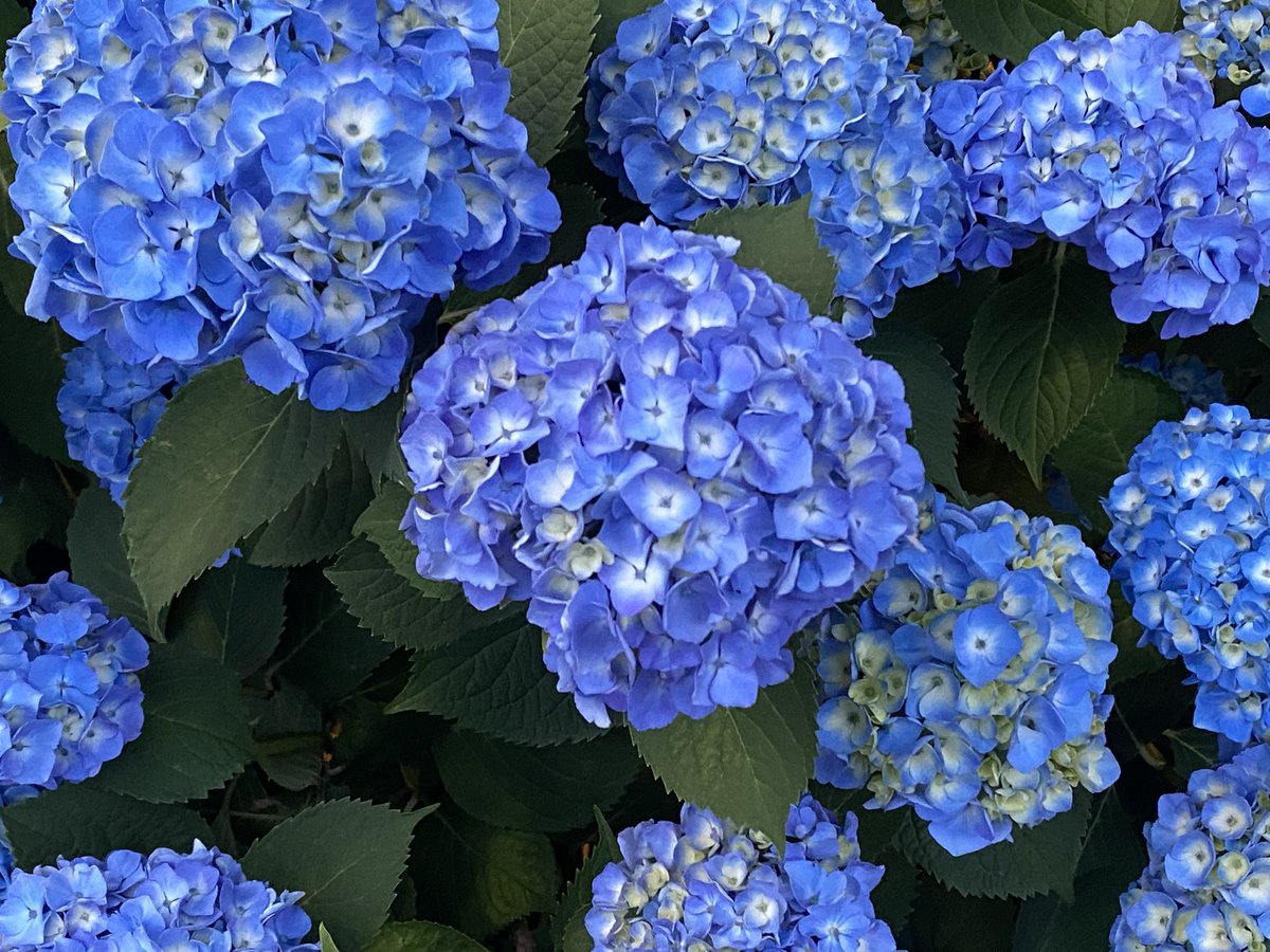 もう紫陽花の季節か…そろそろ梅雨入りやな…