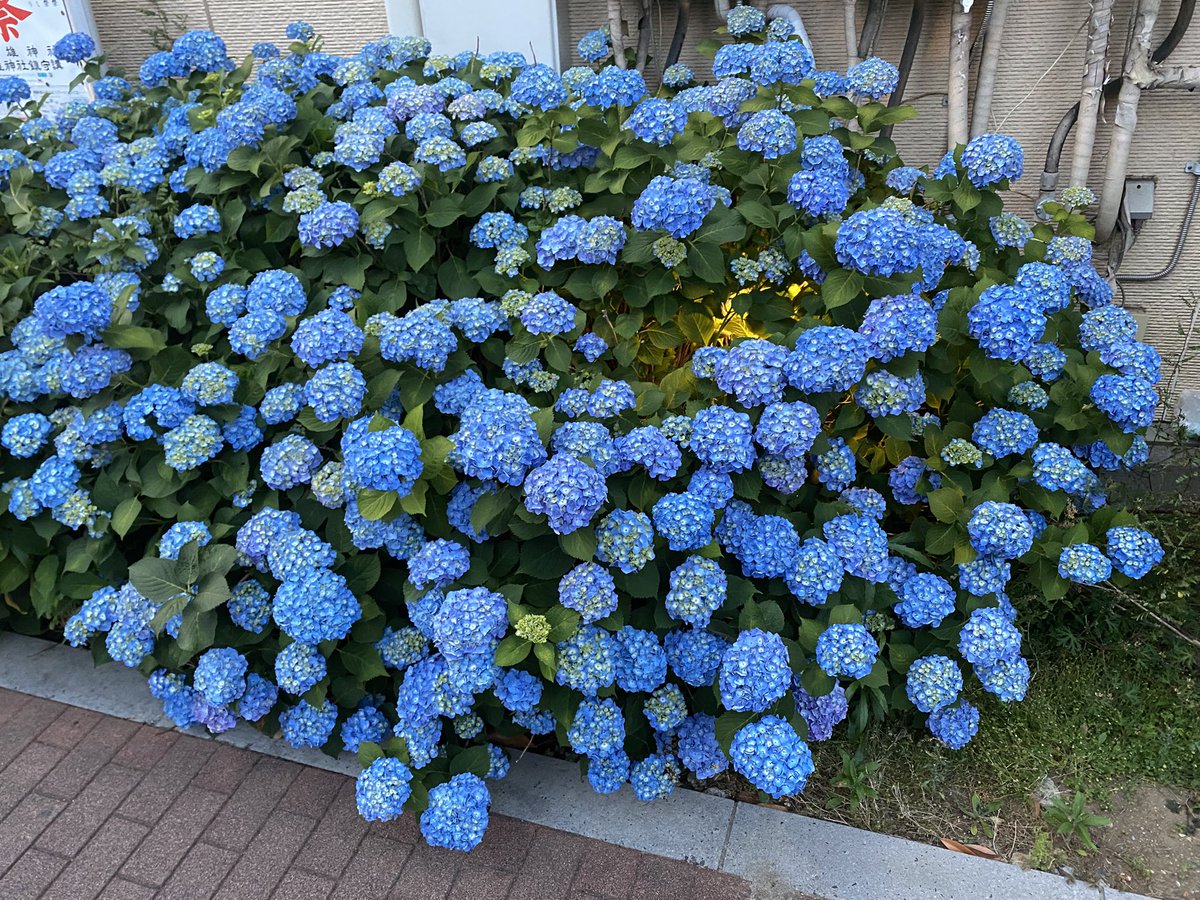 紫陽花や もう紫陽花の季節か…そろそろ梅雨入りやな…