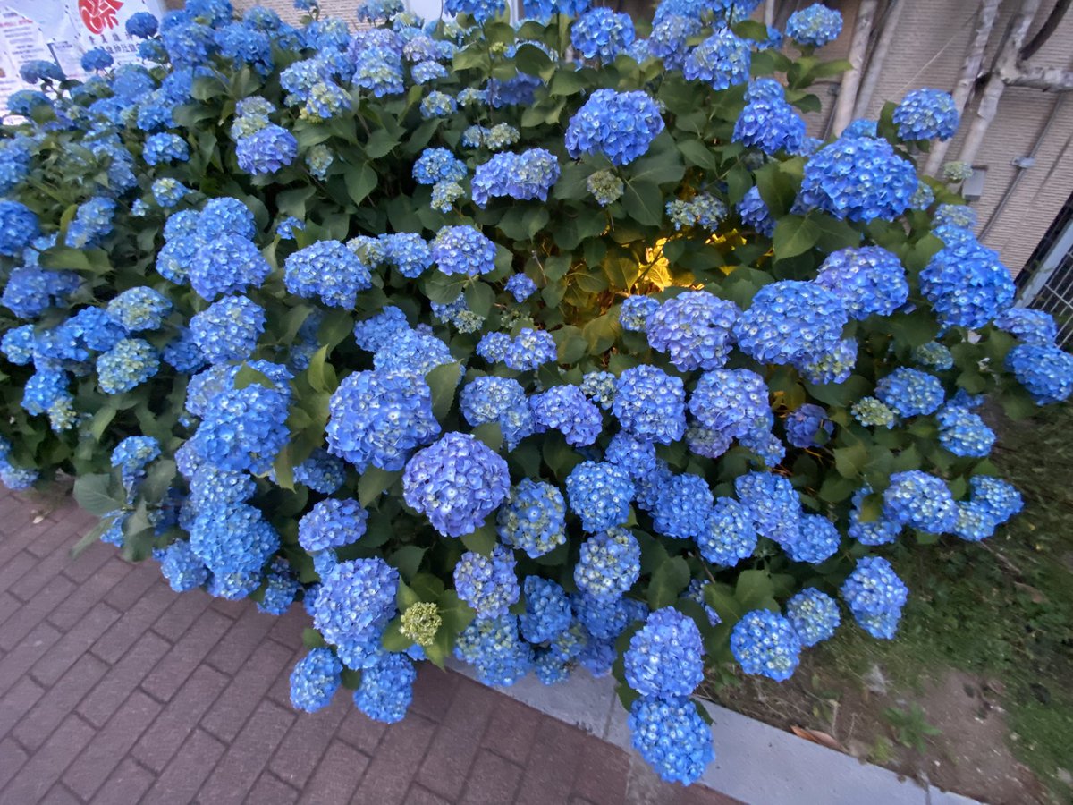 もう紫陽花の季節か…そろそろ梅雨入りやな…