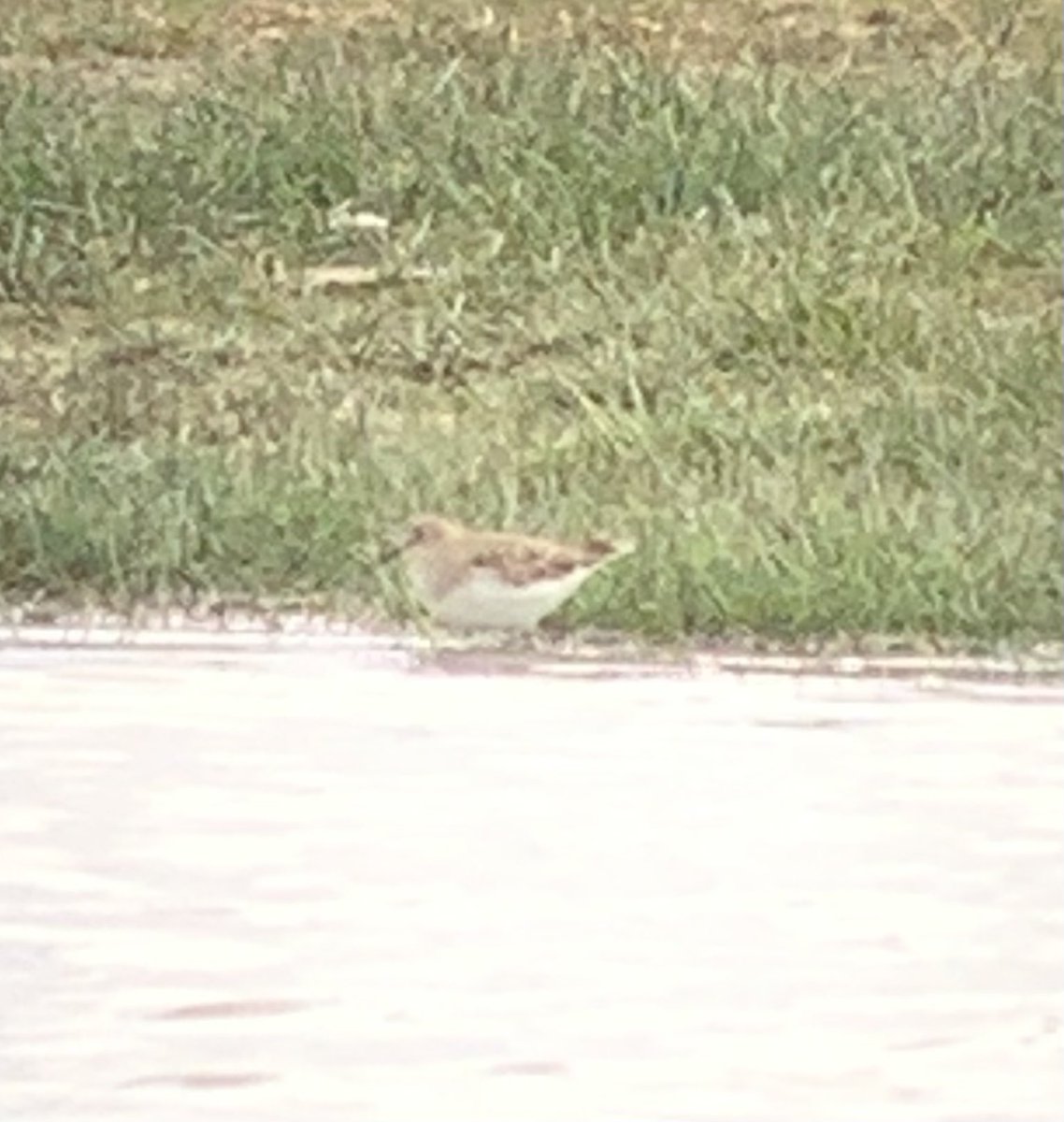 CarlButtle's tweet photo. Temmincks Stint on Peto’s Marsh first big pool before Turnpike Hide, Carlton https://t.co/06MsxwrZ7Z