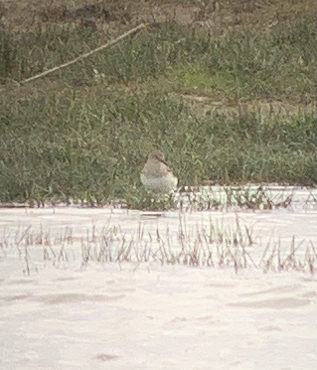 CarlButtle's tweet photo. Temmincks Stint on Peto’s Marsh first big pool before Turnpike Hide, Carlton https://t.co/06MsxwrZ7Z