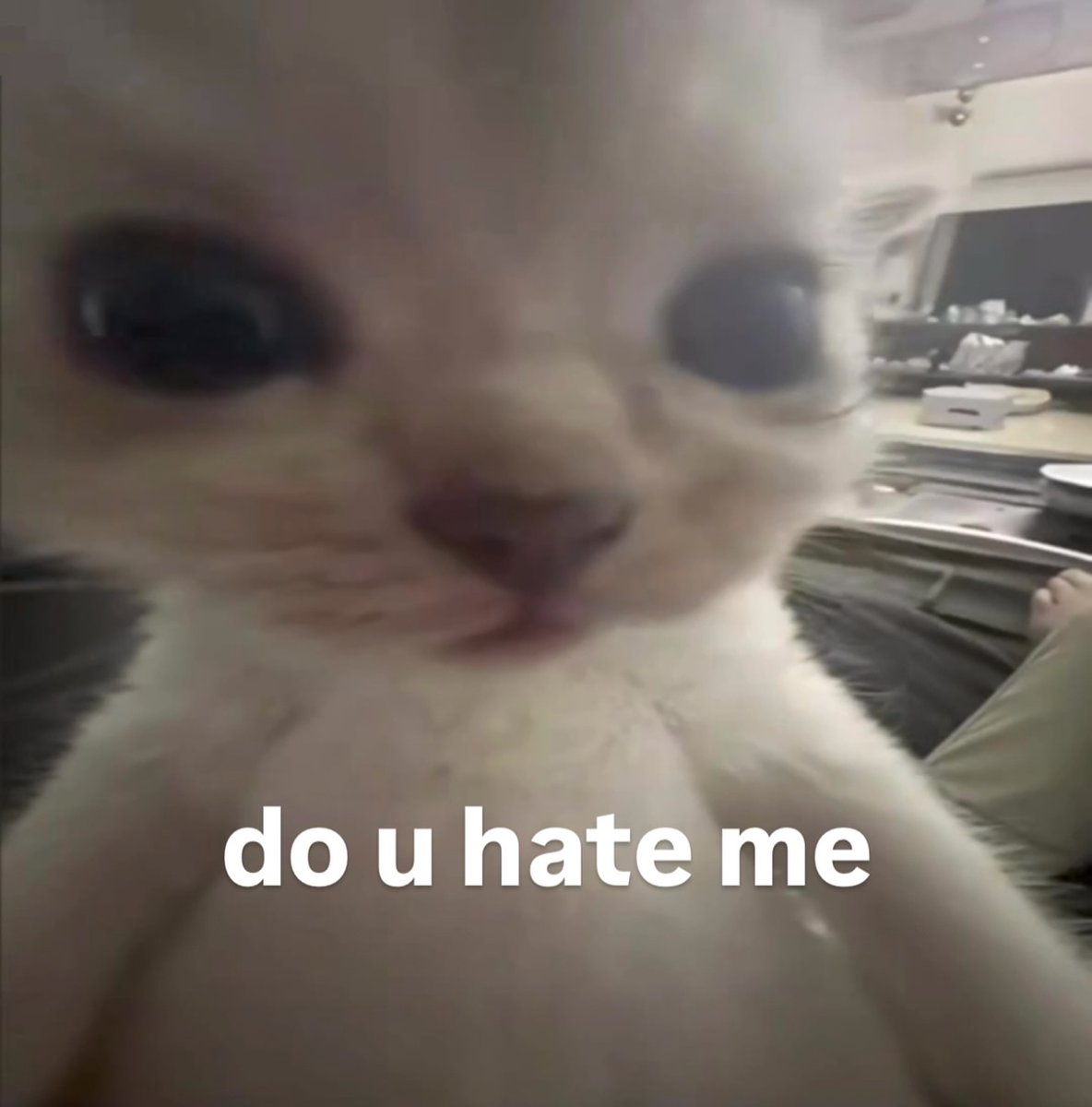 Miaw tweet media