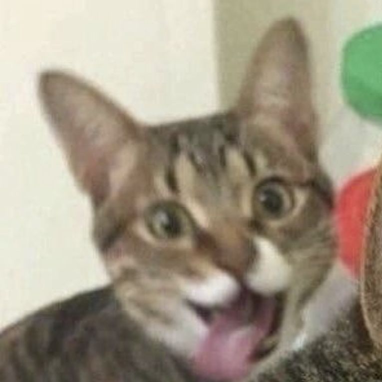 The Cats 𝕏 tweet media