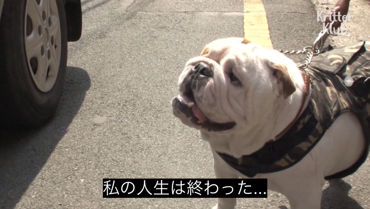 バルク@魚革製造 tweet media