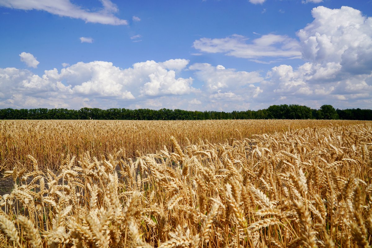 FertilizerDaily's tweet photo. Министерство составило прогноз в двух вариантах — базовом и консервативном. Оба сценария указывают на спад производства сельскохозяйственной продукции в 2026 г.
https://t.co/guZVpPfLQi https://t.co/3nPH8mEoeu