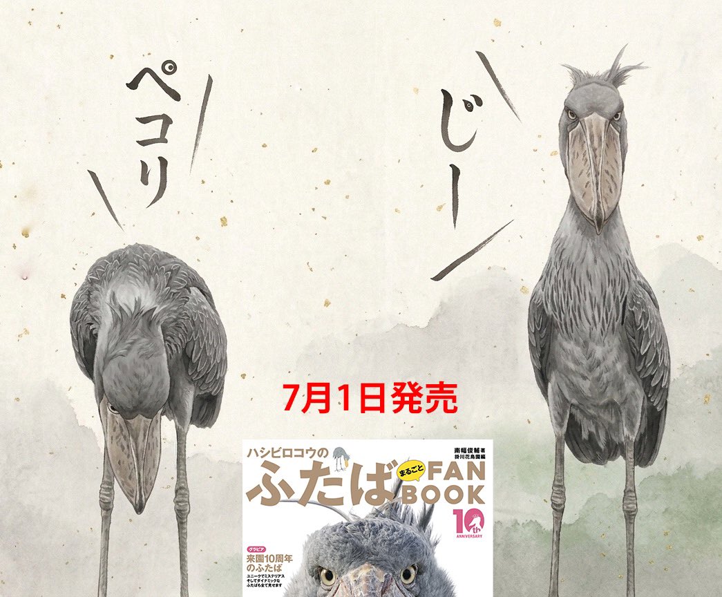 SotonekoJapan's tweet photo. 来園10周年を迎える、掛川花鳥園のハシビロコウ「ふたば」。

ふたばファン待望の最新刊
『ハシビロコウのふたば まるごとFAN BOOK』
ただいま鋭意制作中です！

2026年7月1日、全国の書店・ネット書店にて発売予定。

#ふたば #掛川花鳥園 #ハシビロコウ #Shoebill https://t.co/tYyPcfBj0j