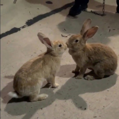 feelingvlucky's tweet photo. My beloved i will meet you again i will love no other $RABBIT https://t.co/wiCfUPEhjd