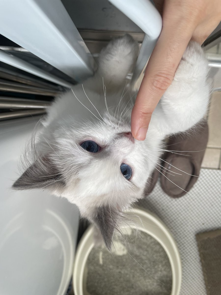 donfromstreet's tweet photo. 4/23 건물 복도에서 구조한 고양이 결국 새가족을 찾아 주었습니다 ^^! 모르는 분께 입양보내기엔 안심할 수 없어서 친한 친구들 중 한명이 새 가족이 되어주기로했습니다..! 고양이 사지도말고 버리지도마라! https://t.co/jeSMab17Ua