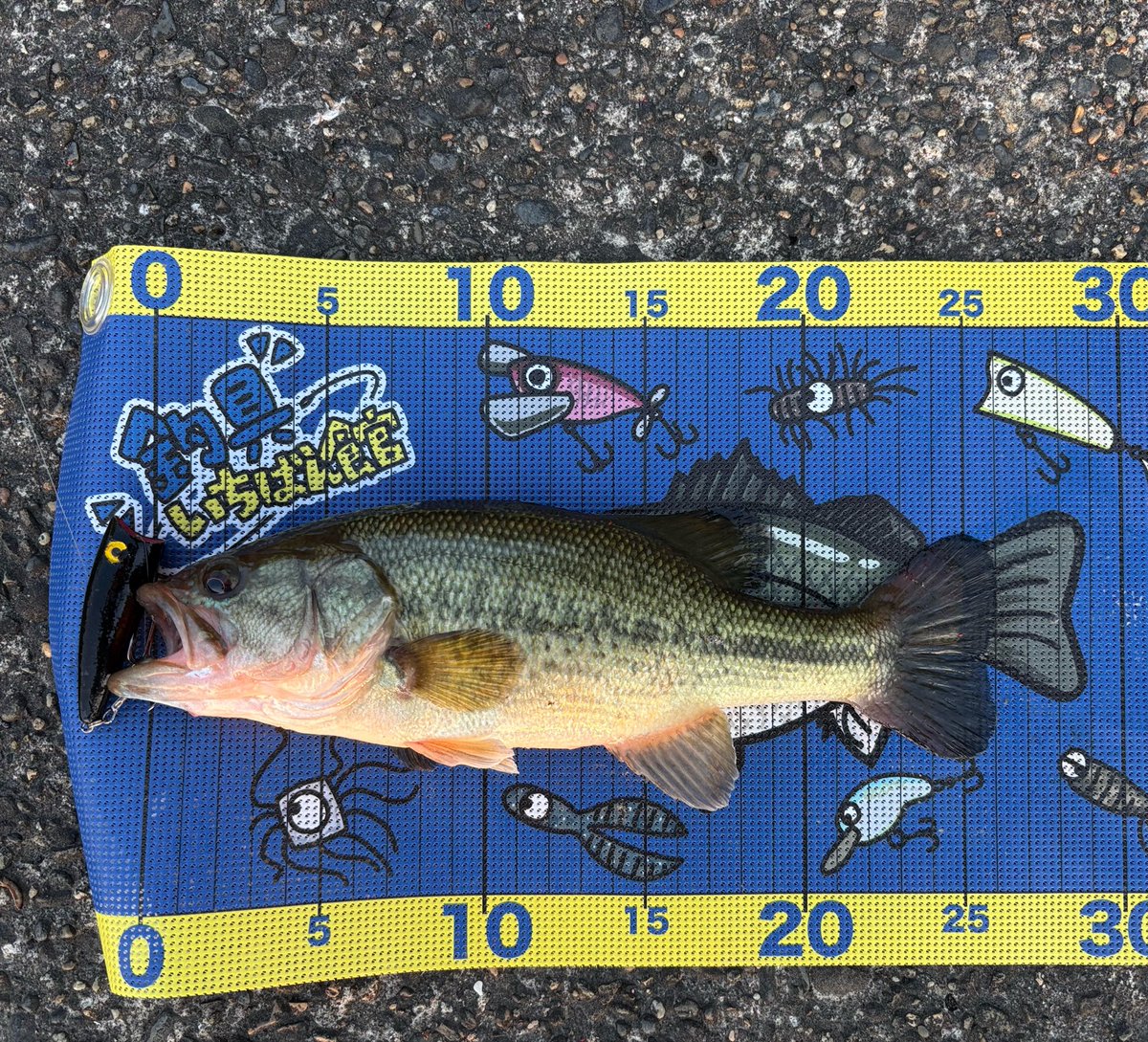 釣り好きtoshi (@seeBass1983) / Posts / X