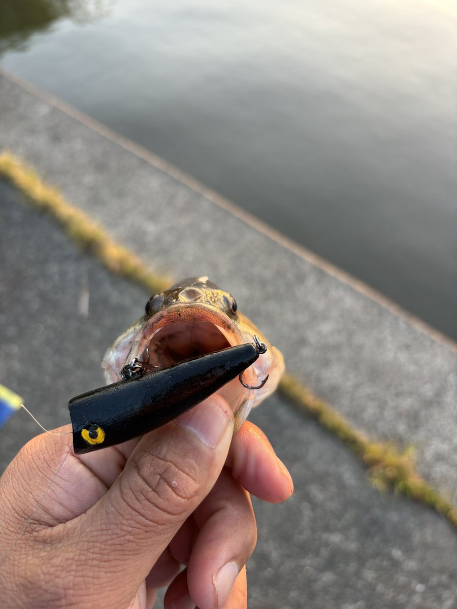 釣り好きtoshi (@seeBass1983) / Posts / X