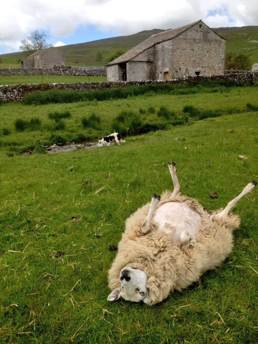 sheep tweet media