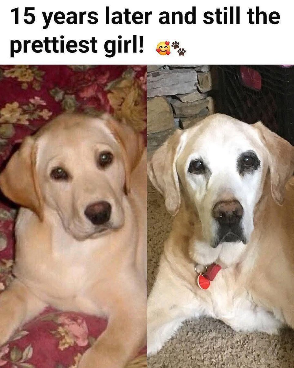 Dog Lovers tweet media