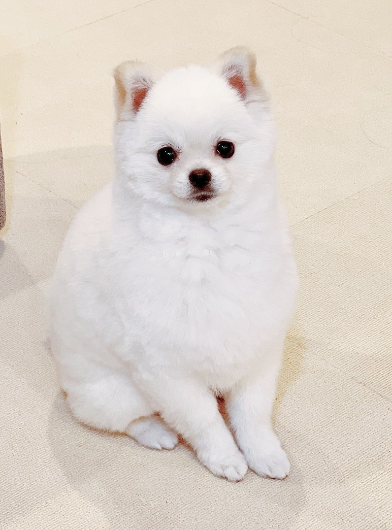 おこめ屋 (@chimaki0328) / Posts / X