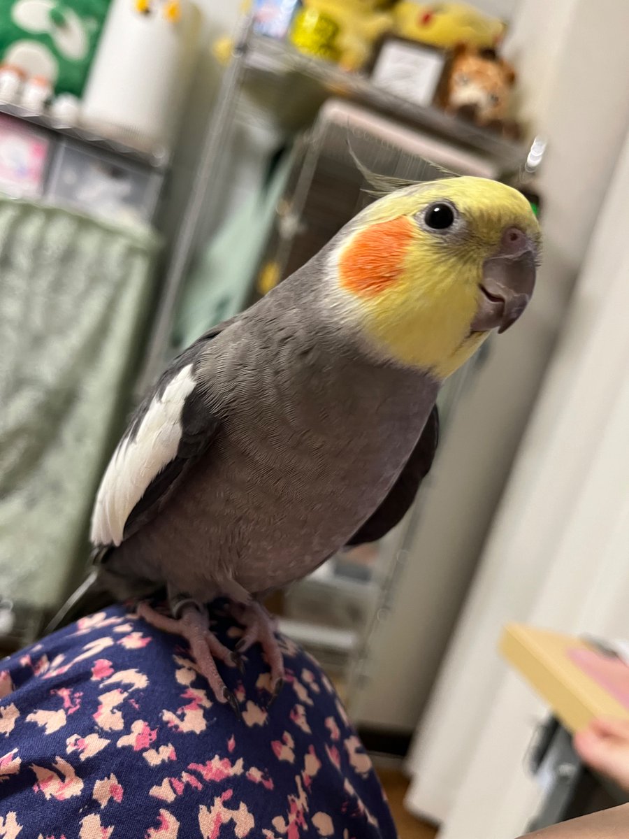 オカメインコ cockatiel #オカメインコ