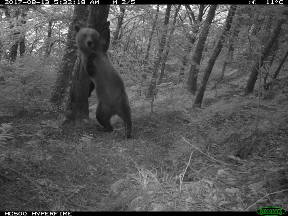 trailcam tweet media