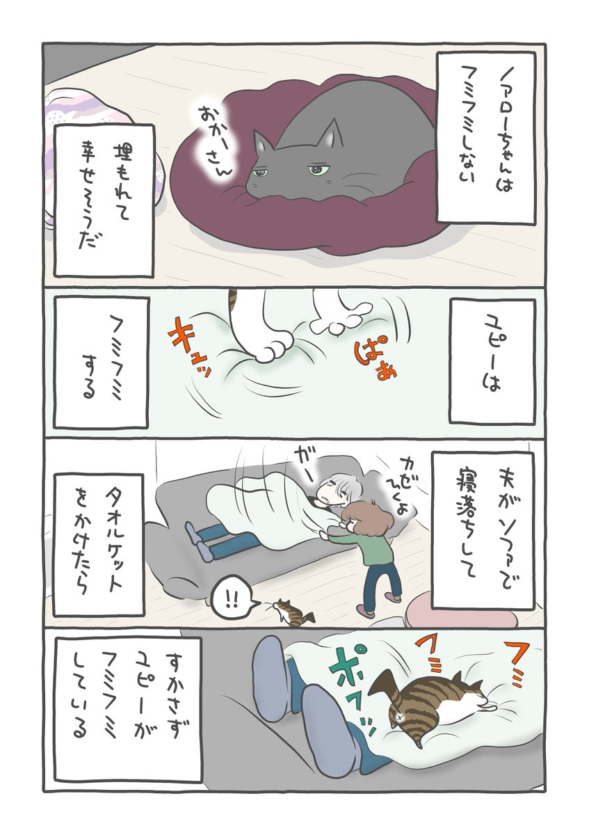 まーこ🌙安藤家の猫劇場🐾 tweet media