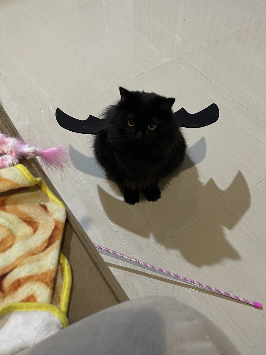 halo aku kucing tweet media