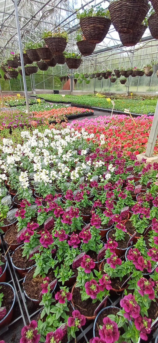 pyoSolihull's tweet photo. Summer Plants and Hanging Baskets https://t.co/VWAb0xuHHg