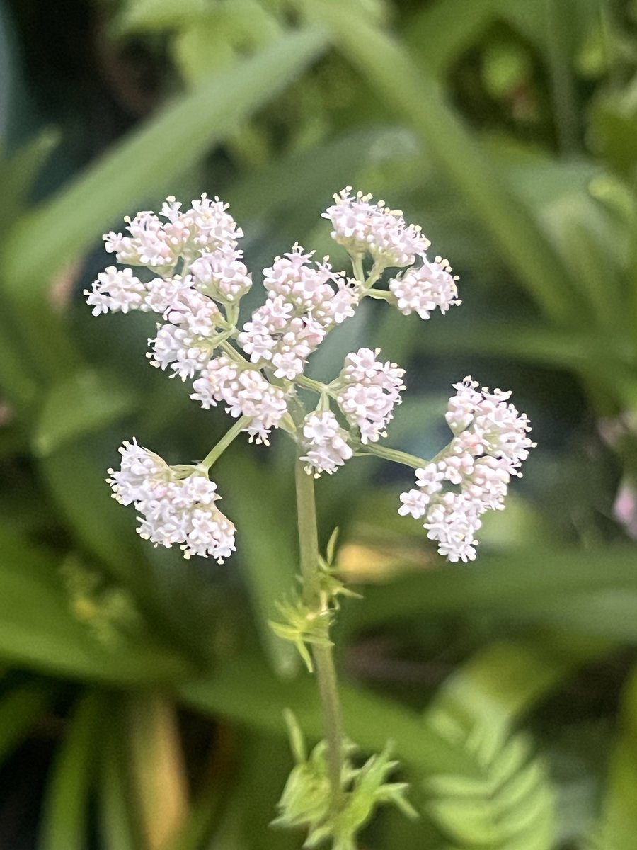 バラ「セラフィム」が初開花 このピンク色はピンクの薔薇の中にあって