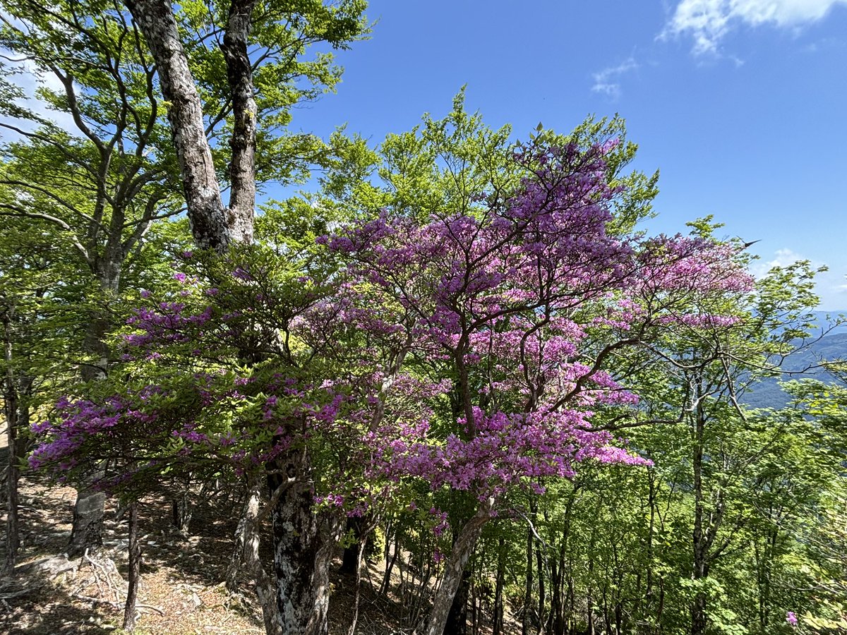 3Sky16's tweet photo. 三方岳に登りましたー⛰️

宮崎県椎葉村 https://t.co/jr4Hr4M4ER