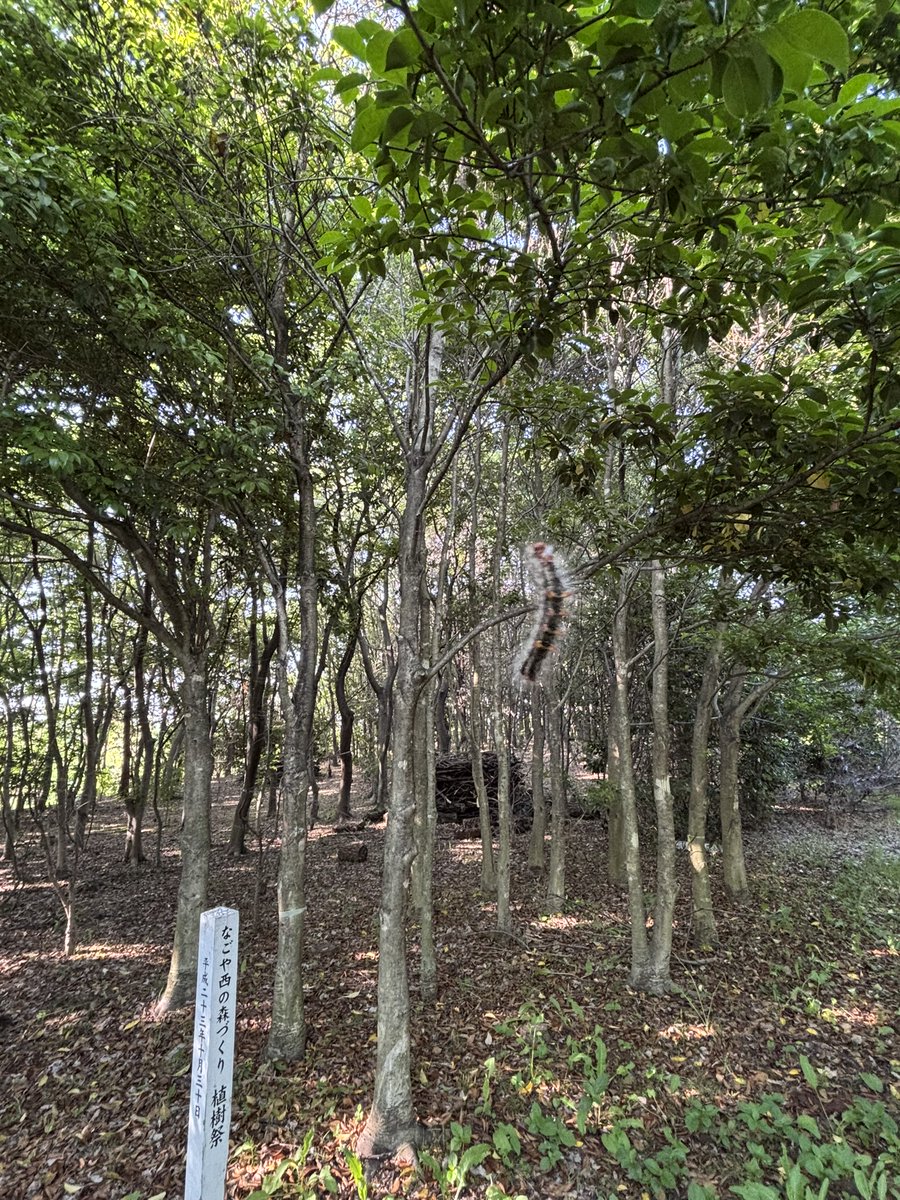 800land's tweet photo. いつもの散歩 https://t.co/2j9ZRAiDJT