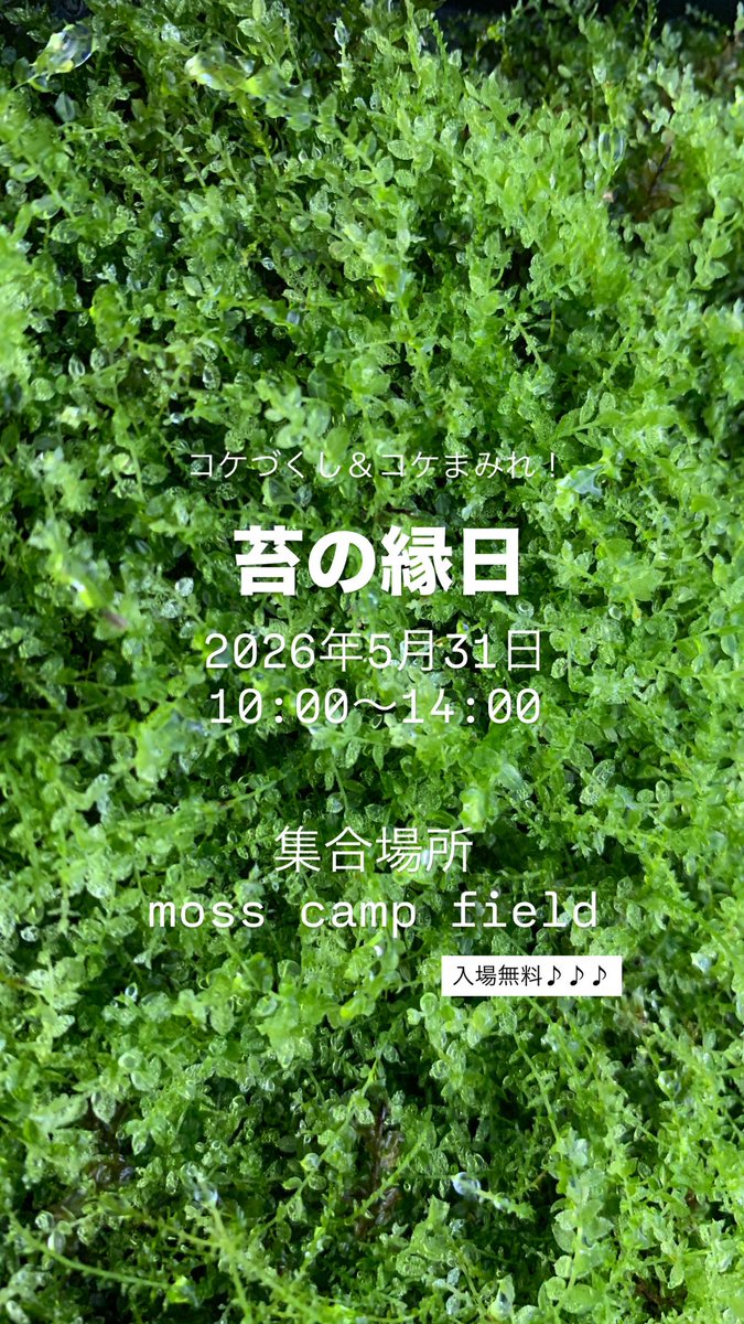 コケノミウラ tweet media