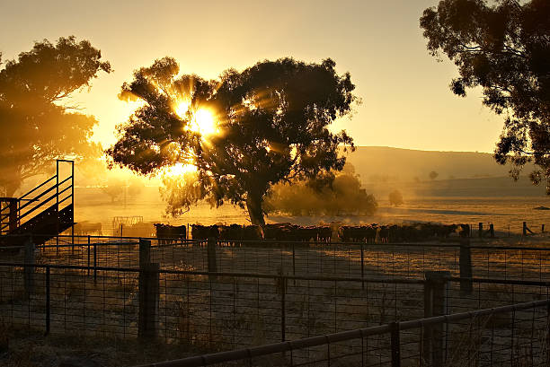 BetterFedBeef's tweet photo. Good morning from our BetterFed Beef Families
Giddy'Up 😊 https://t.co/EYZJZMxdFI