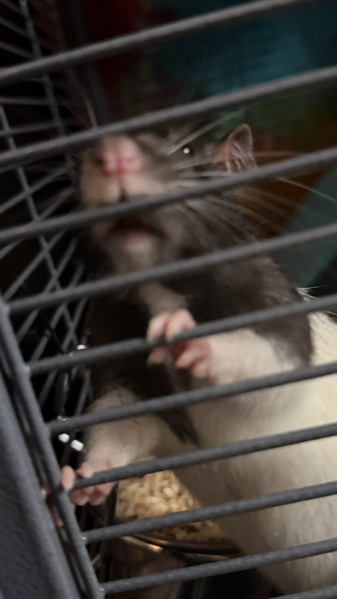 Kyria 🦥🌻 tweet media