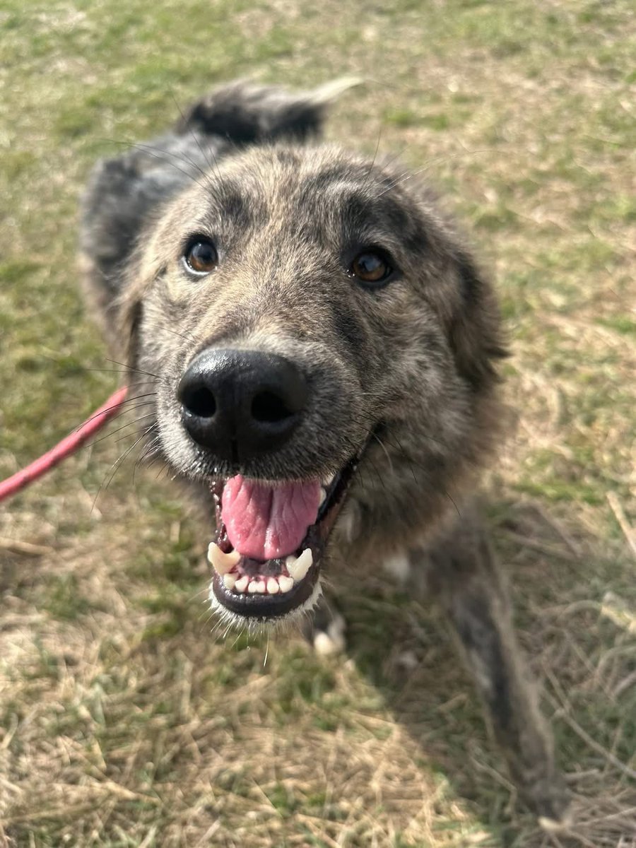 Pawprints to Freedom Rescue🐾 tweet media