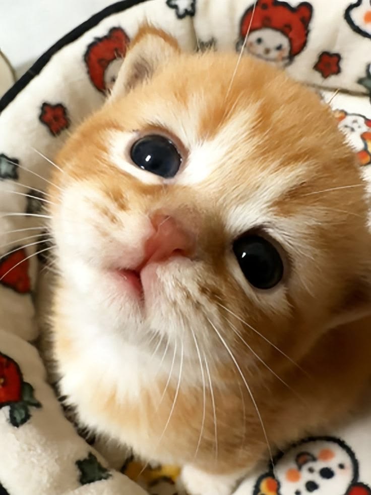 cutestscats's tweet photo. Big eyes big dreams 🧡👀 https://t.co/0vLMVzdWRF