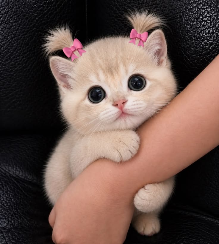 cutest cats tweet media