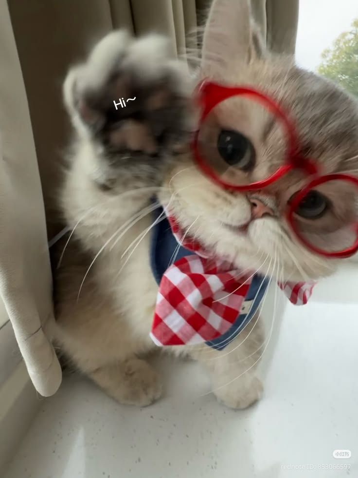 cutest cats tweet media