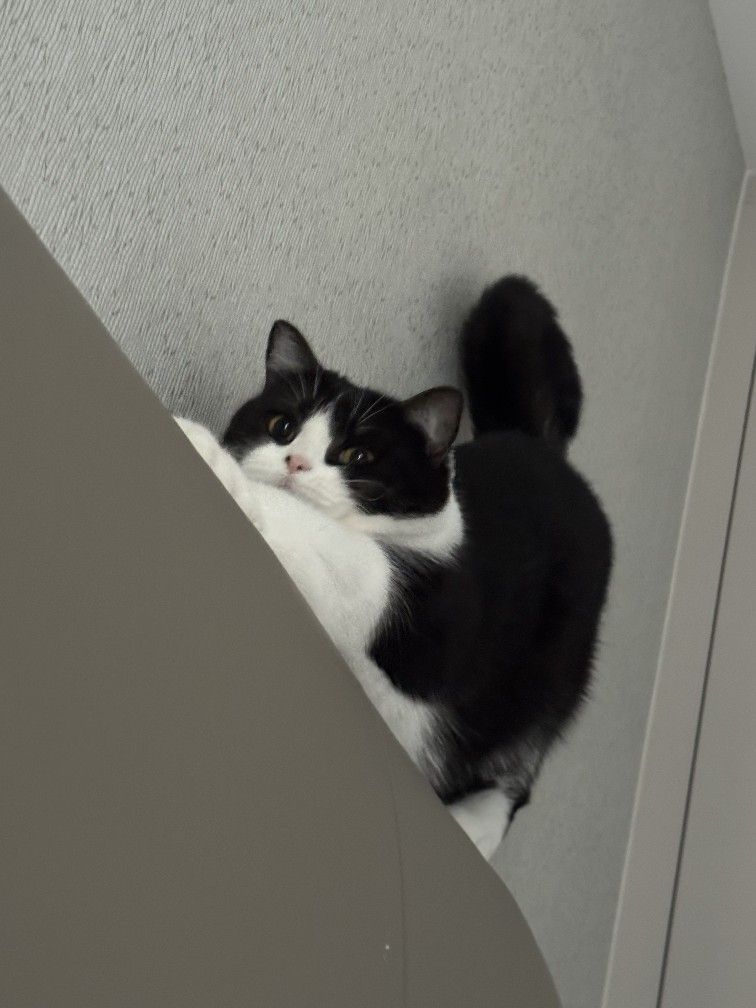 cutest cats tweet media